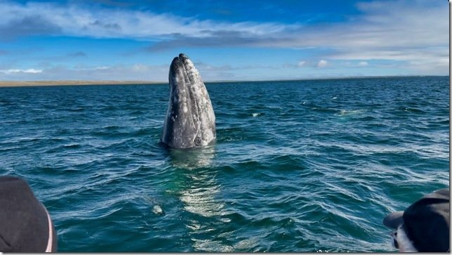 Baja:  A Whale of a Time! XRV Lance Update 10 May, 2026